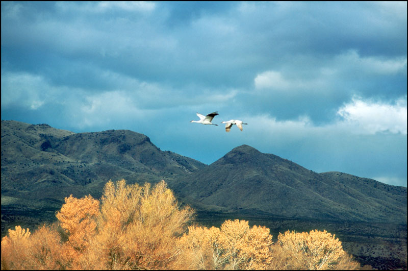 Bosque del Apache Photo 09